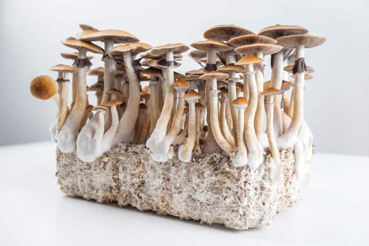 Buy magic mushroom grow kit in Australia Online