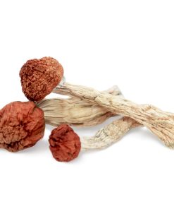 Amazonian Mushroom for sale in Australia