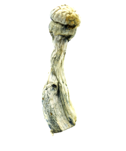 Buy Albino Penis Envy Mushroom in Australia